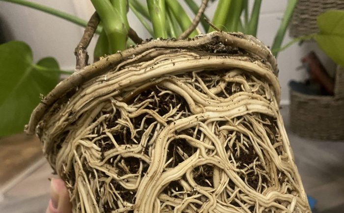 How to Repot a Monstera Deliciosa Plant | Staking | Aerial Roots | Care ... Best movie snacks at home